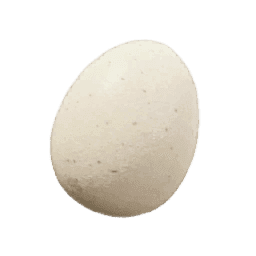 Egg